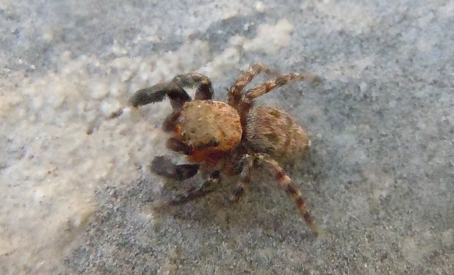 Euophrys rufibarbis - Nerano (NA)